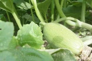 新疆吃瓜黑料,真相与误解的交织